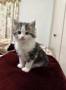 Orion - Maine Coon Kitten For Adoption - NY&comma; US
