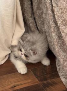Nilo - Persian Kitten For Sale - Stilwell&comma; OK&comma; US