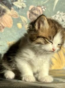 Cutie  Dollface Persian - Persian Kitten For Sale - Temecula&comma; CA&comma; US