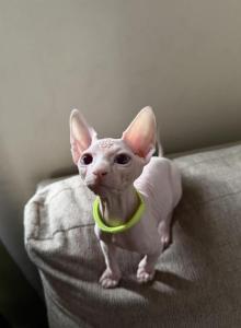 Donald - Sphynx Kitten For Adoption - CA&comma; US