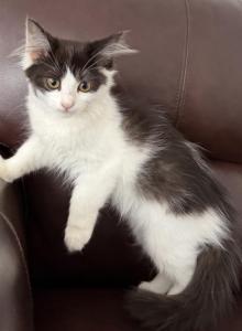 Mix Turkish Van & Ragdoll - Turkish Van Kitten For Adoption - Auburn, WA, US Mix Turkish Van & Ragdoll - Turkish Van Kitten For Adoption - Auburn, WA, US