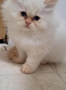Paul - Himalayan Kitten For Sale - IL&comma; US