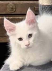 Pinky - Maine Coon Kitten For Sale - Fort Myers&comma; FL&comma; US