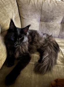 Bear - Maine Coon Cat For Sale - Mooresville&comma; NC&comma; US