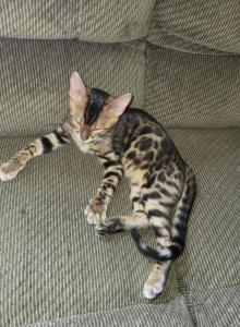 TICA registered Bengal male - Bengal Kitten For Sale - Bedford&comma; PA&comma; US