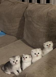 British Silver Chinchilla Kittens - British Shorthair Kitten For Sale - Philadelphia&comma; PA&comma; US