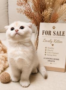 beautiful Scottish Fold and straight kitten - Scottish Fold Kitten For Sale - Fife&comma; WA&comma; US