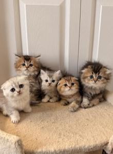 Scottish Fold and Sottish Staright kittens - Scottish Fold Kitten For Sale - Elmwood Park&comma; IL&comma; US
