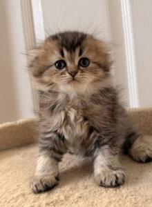 Scottish Fold and Sottish Staright kittens - Scottish Fold Kitten For Sale - Elmwood Park&comma; IL&comma; US