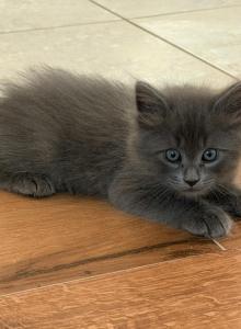 Maximus Decimus Meridius - Maine Coon Kitten For Adoption - Cocoa&comma; FL&comma; US