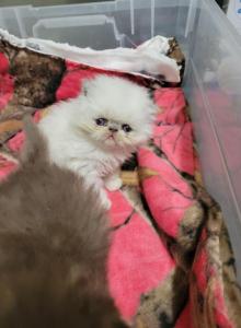 Persian - Persian Kitten For Sale - Wayland&comma; NY&comma; US