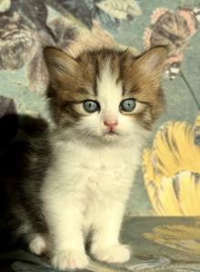 Cutie  Dollface Persian - Persian Kitten For Sale - Temecula&comma; CA&comma; US