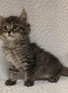 Percy - American Shorthair Kitten For Sale - Cordova, TN, US Percy - American Shorthair Kitten For Sale - Cordova, TN, US