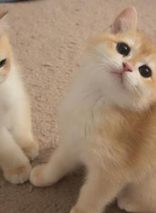 Melody - Scottish Straight Kitten For Sale - Burlington&comma; MA&comma; US