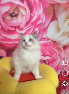 Couture Ragdolls Nursery - Ragdoll Kitten For Sale - New York&comma; NY&comma; US