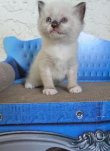 Bella - Ragdoll Kitten For Sale - Sacramento&comma; CA&comma; US