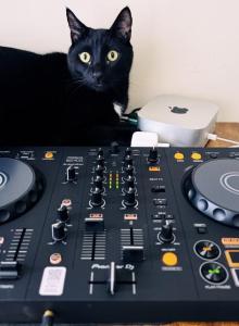 Luna - Domestic Cat For Adoption - Miami&comma; FL&comma; US