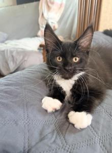 Black white - Maine Coon Kitten For Sale - Elkland&comma; MO&comma; US