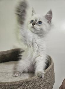 Siberian  British shorthair - British Shorthair Kitten For Sale - Westfield&comma; MA&comma; US