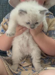 Saphirre - Ragdoll Kitten For Sale - Buffalo&comma; NY&comma; US