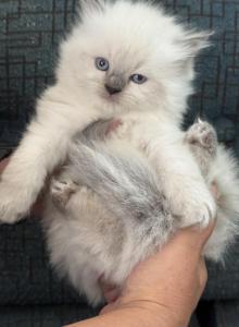 Atticus - Ragdoll Kitten For Sale - Buffalo, NY, US Atticus - Ragdoll Kitten For Sale - Buffalo, NY, US