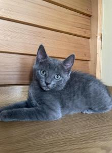 Zora - American Shorthair Kitten For Sale - West Springfield, MA, US Zora - American Shorthair Kitten For Sale - West Springfield, MA, US