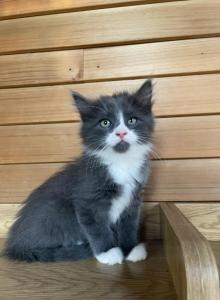 Eleanor - American Longhair Kitten For Sale - West Springfield&comma; MA&comma; US
