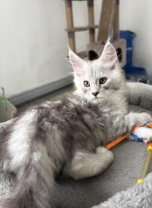 Snowfall Luxlines Akiras Element litter - Maine Coon Kitten For Sale - Ambridge&comma; PA&comma; US