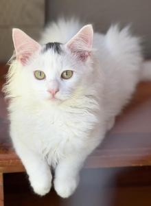Mix Ragdoll & Turkish Van - Ragdoll Kitten For Adoption - Auburn&comma; WA&comma; US
