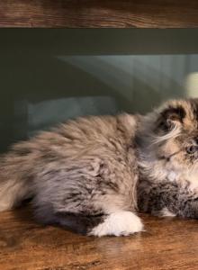 Lenna - Persian Kitten For Sale - PA&comma; US