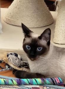 Sealpoint Female - Siamese Cat For Sale - Willington, CT, US Sealpoint Female - Siamese Cat For Sale - Willington, CT, US