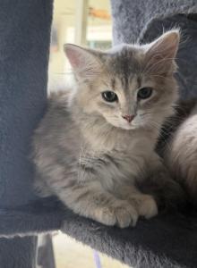 Blue Amber Classic Torbie Karpati Pink Female - Siberian Kitten For Sale - Orlando&comma; FL&comma; US