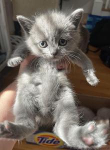 kitten 2 - Scottish Straight Kitten For Sale - Portsmouth&comma; RI&comma; US