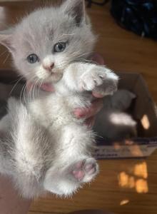 Kitten 6 - British Shorthair Kitten For Sale - Portsmouth, RI, US Kitten 6 - British Shorthair Kitten For Sale - Portsmouth, RI, US