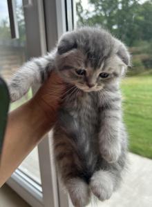 Smokey - Scottish Fold Kitten For Sale - Spartanburg&comma; SC&comma; US