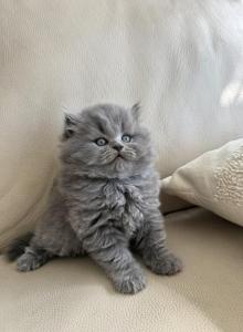 Leo - British Shorthair Kitten For Sale - Phila, PA, US Leo - British Shorthair Kitten For Sale - Phila, PA, US