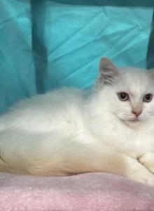 Pop - Ragdoll Kitten For Sale - Columbia, MO, US Pop - Ragdoll Kitten For Sale - Columbia, MO, US