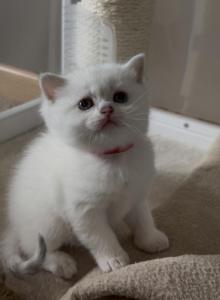 Scottish girl white blue eyes - Scottish Straight Kitten For Adoption - Minneapolis, MN, US Scottish girl white blue eyes - Scottish Straight Kitten For Adoption - Minneapolis, MN, US