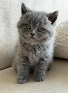 Jude - British Shorthair Kitten For Sale - Phila&comma; PA&comma; US