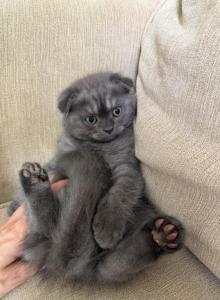 Cuties - Scottish Straight Kitten For Sale - Des Plaines, IL, US Cuties - Scottish Straight Kitten For Sale - Des Plaines, IL, US