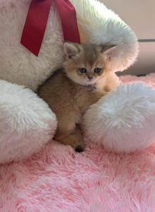 Cinderella - British Shorthair Kitten For Sale - Pendergrass, GA, US Cinderella - British Shorthair Kitten For Sale - Pendergrass, GA, US