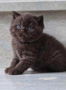 Lola - British Shorthair Kitten For Sale - Charlotte, NC, US Lola - British Shorthair Kitten For Sale - Charlotte, NC, US