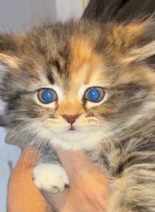 Cali - Domestic Kitten For Sale - Fitchburg, MA, US Cali - Domestic Kitten For Sale - Fitchburg, MA, US