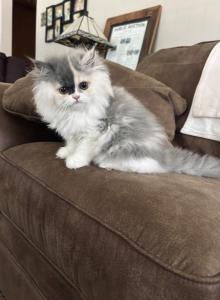 Dilute Calico - Persian Kitten For Sale - MO, US Dilute Calico - Persian Kitten For Sale - MO, US