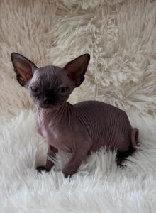 Romeo - Sphynx Kitten For Sale - Orlando&comma; FL&comma; US
