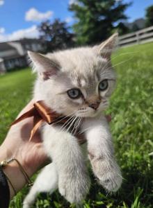 Whity - Ragdoll Kitten For Adoption - Mason, OH, US Whity - Ragdoll Kitten For Adoption - Mason, OH, US