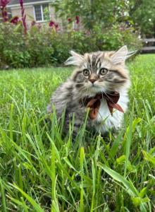 Fluffy - British Shorthair Kitten For Sale - Mason, OH, US Fluffy - British Shorthair Kitten For Sale - Mason, OH, US