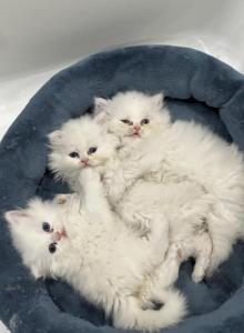 Chicago purrs - Persian Kitten For Sale - Lincolnwood, IL, US Chicago purrs - Persian Kitten For Sale - Lincolnwood, IL, US