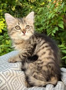 Reika D Litter Black - Siberian Kitten For Sale - Conyngham&comma; PA&comma; US