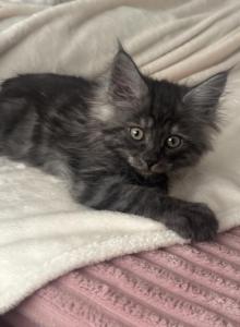Maine Coon - Maine Coon Kitten For Sale - ATL&comma; GA&comma; US